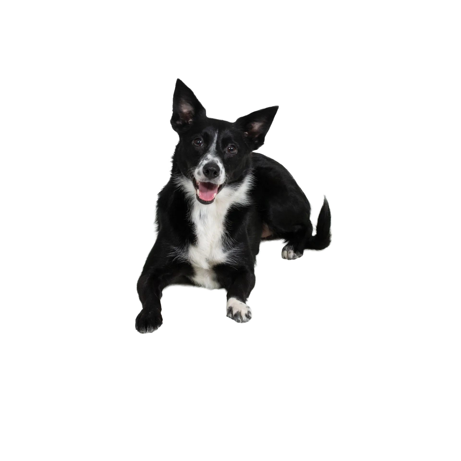 Quiet Time Pet Beds,"Black and white dog lying down with ears up"