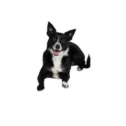 Quiet Time Pet Beds,"Black and white dog lying down with ears up"