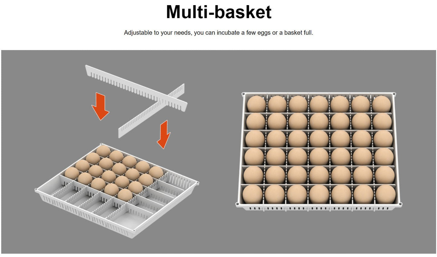 Maru 240D Incubator by Rcom USA,"White egg tray with adjustable dividers and eggs"