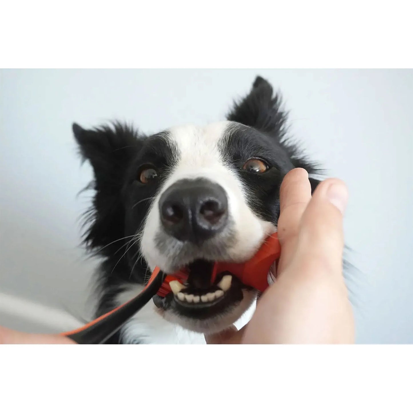 BrushMate Biteblock,"Dog holding red bite block in mouth"