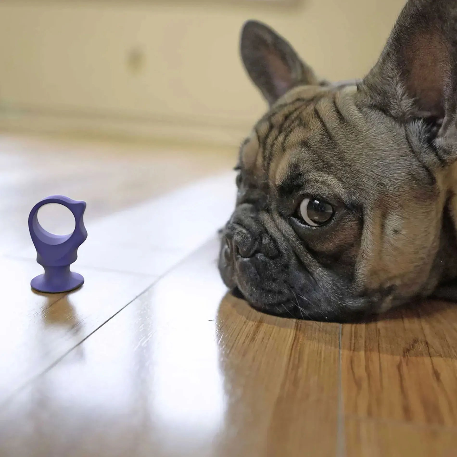 BrushMate Biteblock,"Purple ring-shaped dog toy beside a resting bulldog"