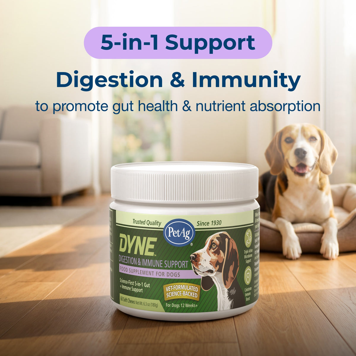 PetAg Dyne Soft Chews Digestion & Immune Support,"Supplement jar with white lid beside dog bed"