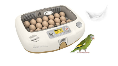 Pro-20 DO Incubator by Rcom USA,"Open egg incubator with eggs inside and bird beside it"