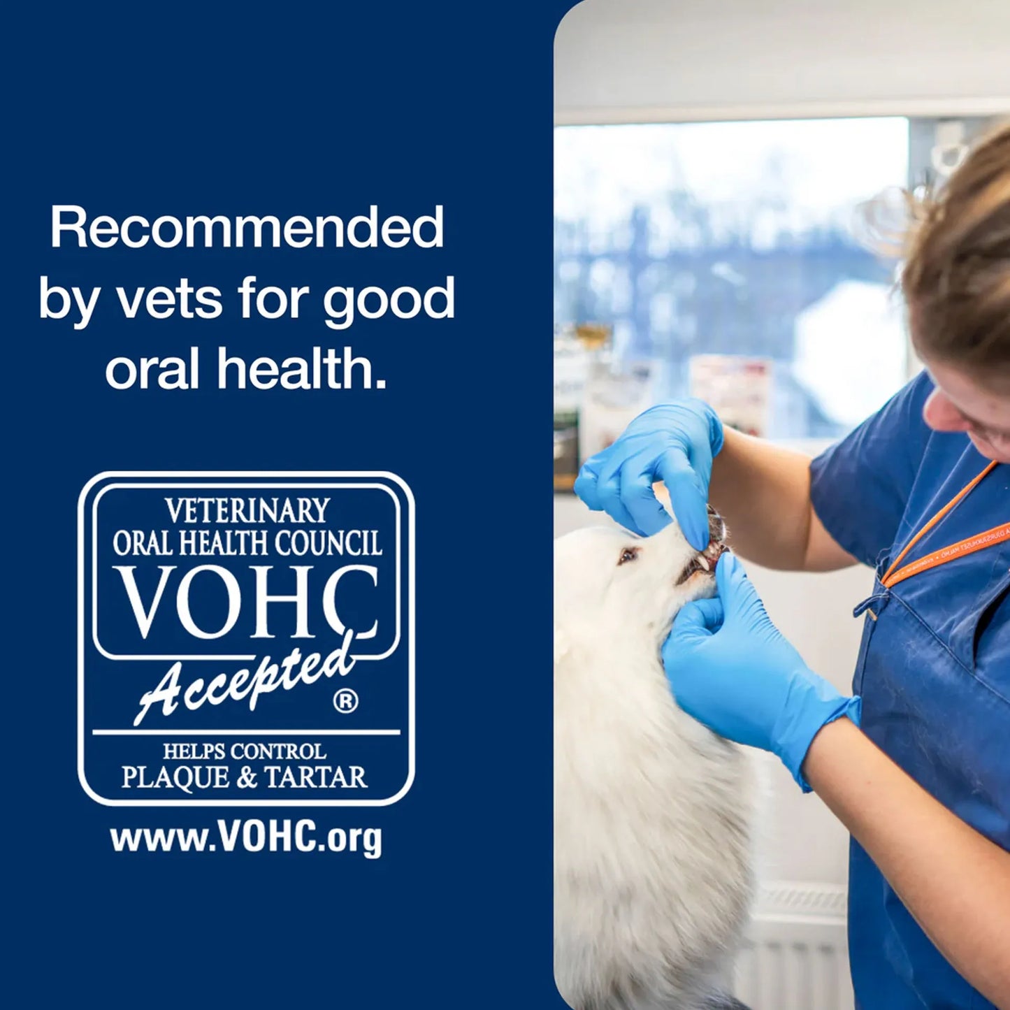 ProDen PlaqueOff® Powder,"Veterinarian examining a white dog's teeth"