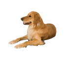 Lectro-Kennel® Heated Pad & Cover,"Golden retriever lying down"