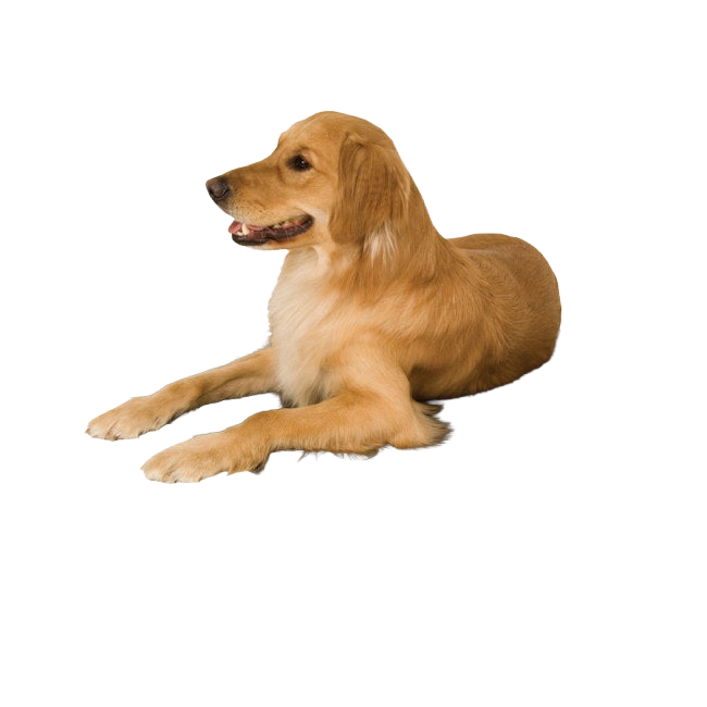 Lectro-Kennel® Heated Pad & Cover,"Golden retriever lying down"