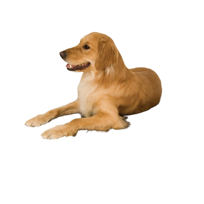 Lectro-Kennel® Heated Pad & Cover,"Golden retriever lying down"