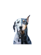 The Mutt Styling Guide by Chrissy Thompson,"Illustrated spotted dog face split into light and dark halves"