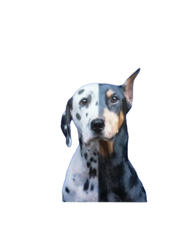 The Mutt Styling Guide by Chrissy Thompson,"Illustrated spotted dog face split into light and dark halves"