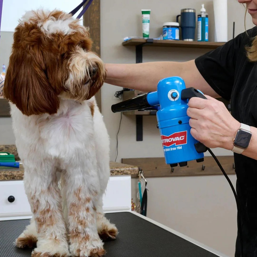 Quick Draw Compact Dog Dryer Mini Variable Speed,"Blue handheld dog dryer blowing on a dog's fur"