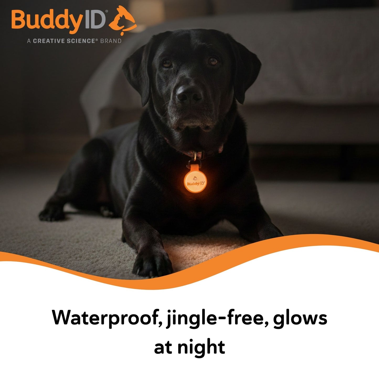 BuddyID® BuddyBadge® Silicone Collar Tag,"Black dog wearing glowing round collar tag at night"