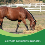 Summer Eczema,"Brown horse grazing on hay in a fenced pasture"