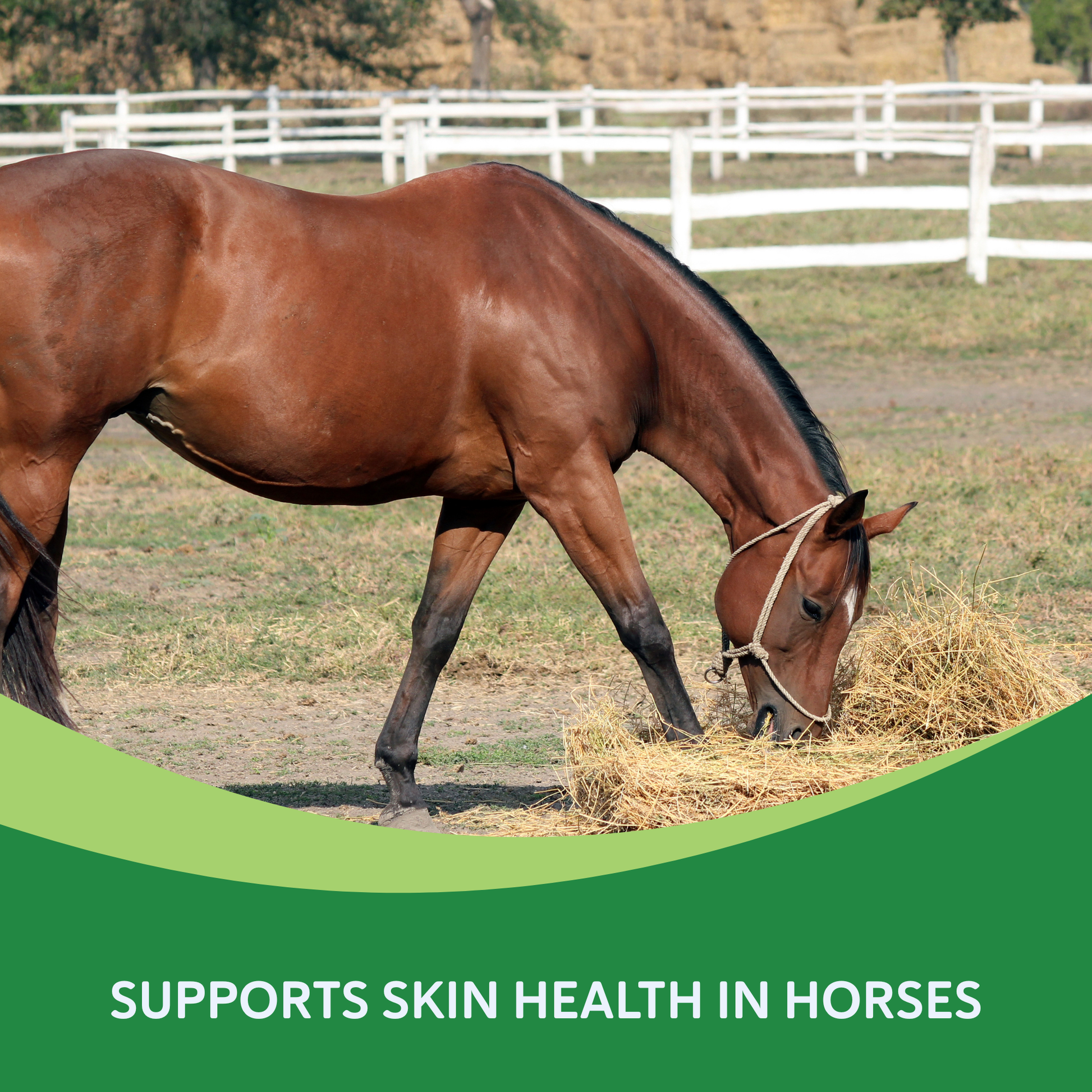 Summer Eczema,"Brown horse grazing on hay in a fenced pasture"