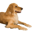 Lectro-Kennel® Heated Pad & Cover,"Golden retriever lying down"