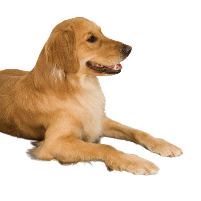 Lectro-Kennel® Heated Pad & Cover,"Golden retriever lying down"