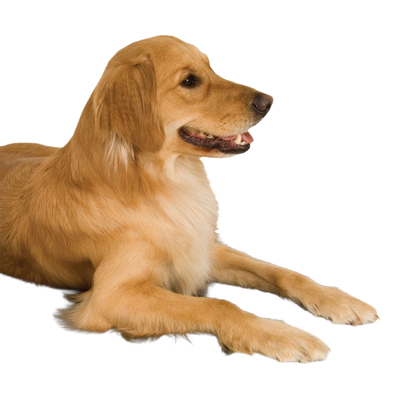 Lectro-Kennel® Heated Pad & Cover,"Golden retriever lying down"
