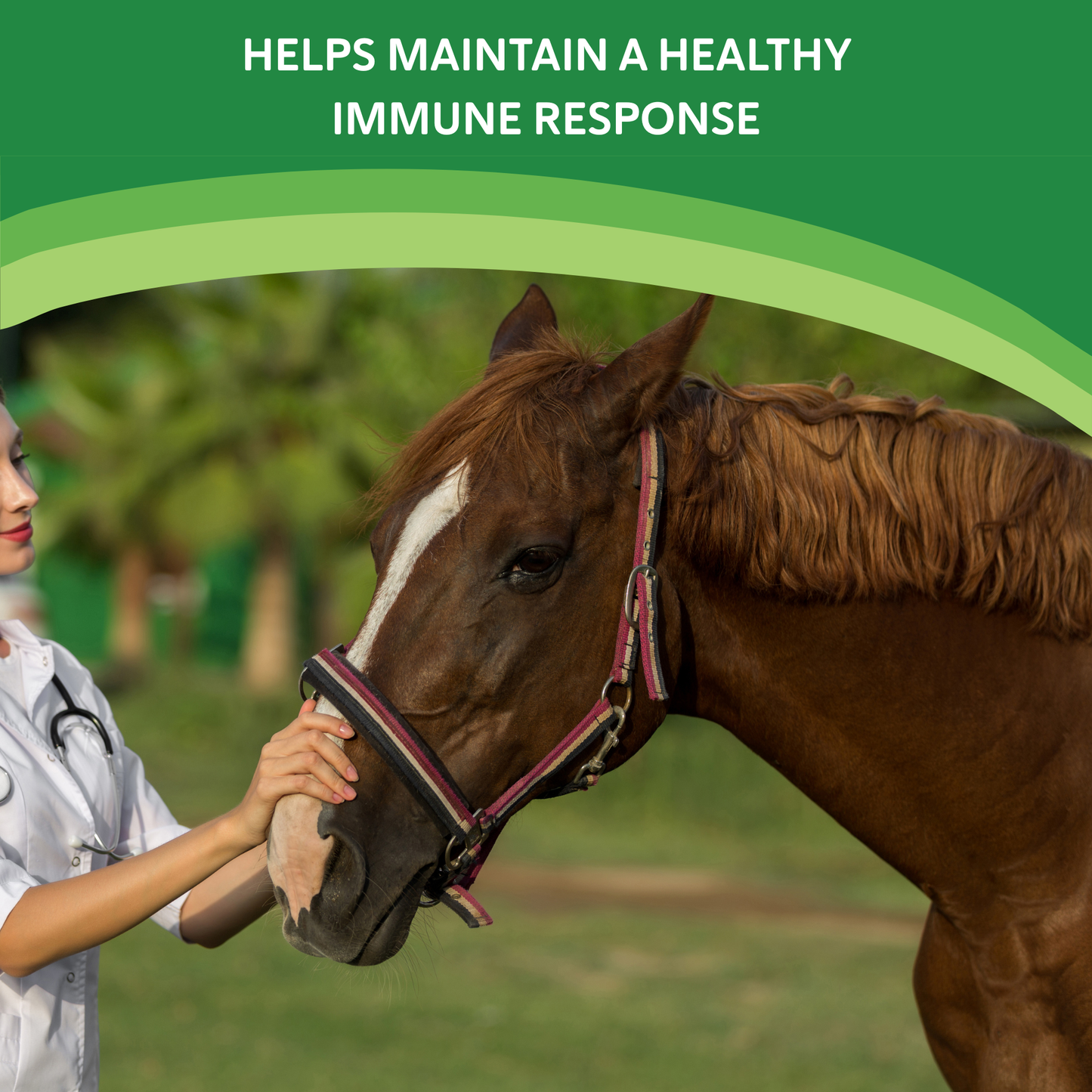 Summer Eczema,"Horse being examined by a veterinarian outdoors"