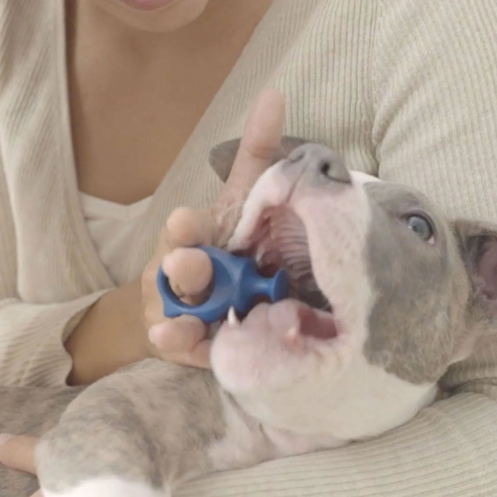 BrushMate Biteblock,"Blue bite block held in a puppy's open mouth"