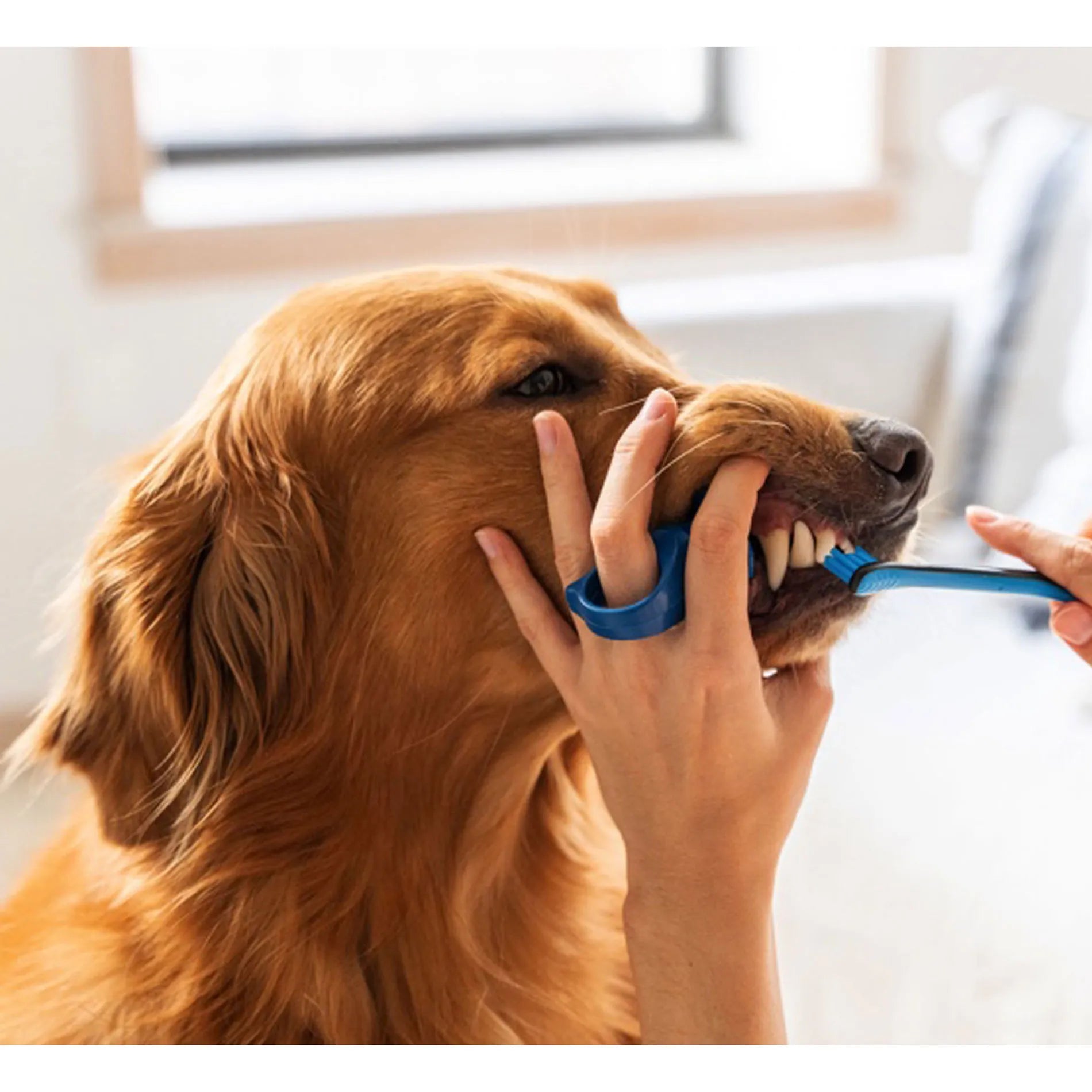 BrushMate Premium Toothbrush with Biteblock,"Blue finger bite block with toothbrush for dog toothbrushing"
