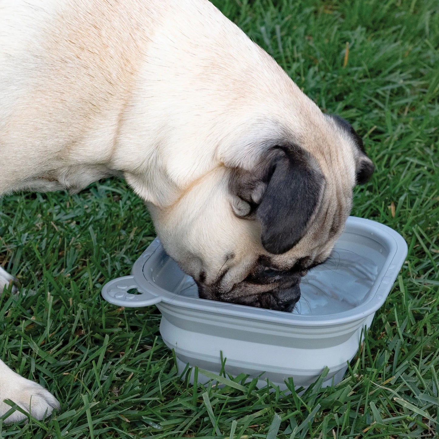 Replacement Collapsible Dog Bowls,"Gray collapsible dog bowl filled with water on grass"
