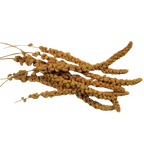 Spray Millet,"Bundle of dried millet sprays"