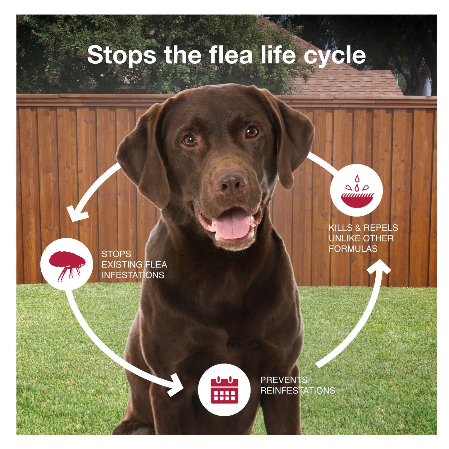 K9 Advantix™ II,"Brown dog with flea lifecycle icons and arrows"