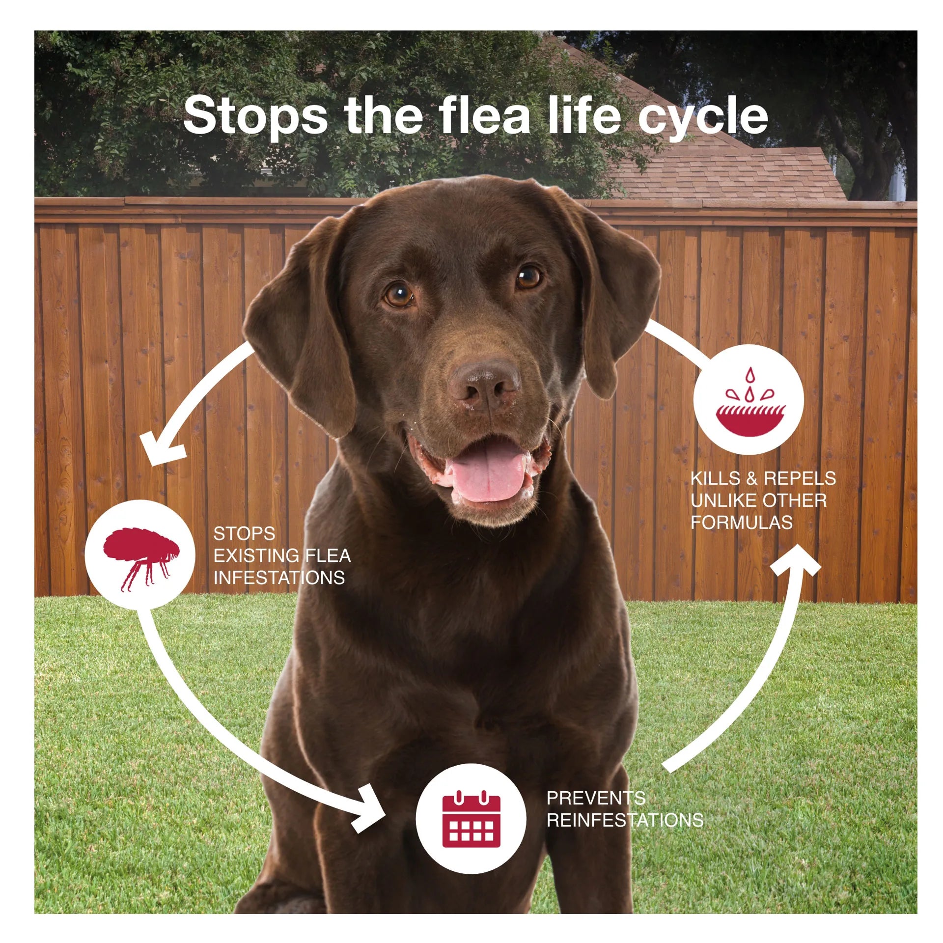 K9 Advantix™ II,"Brown dog with flea lifecycle icons and arrows"