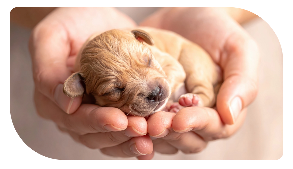 In pursuit of healthy pets & delighted customers
