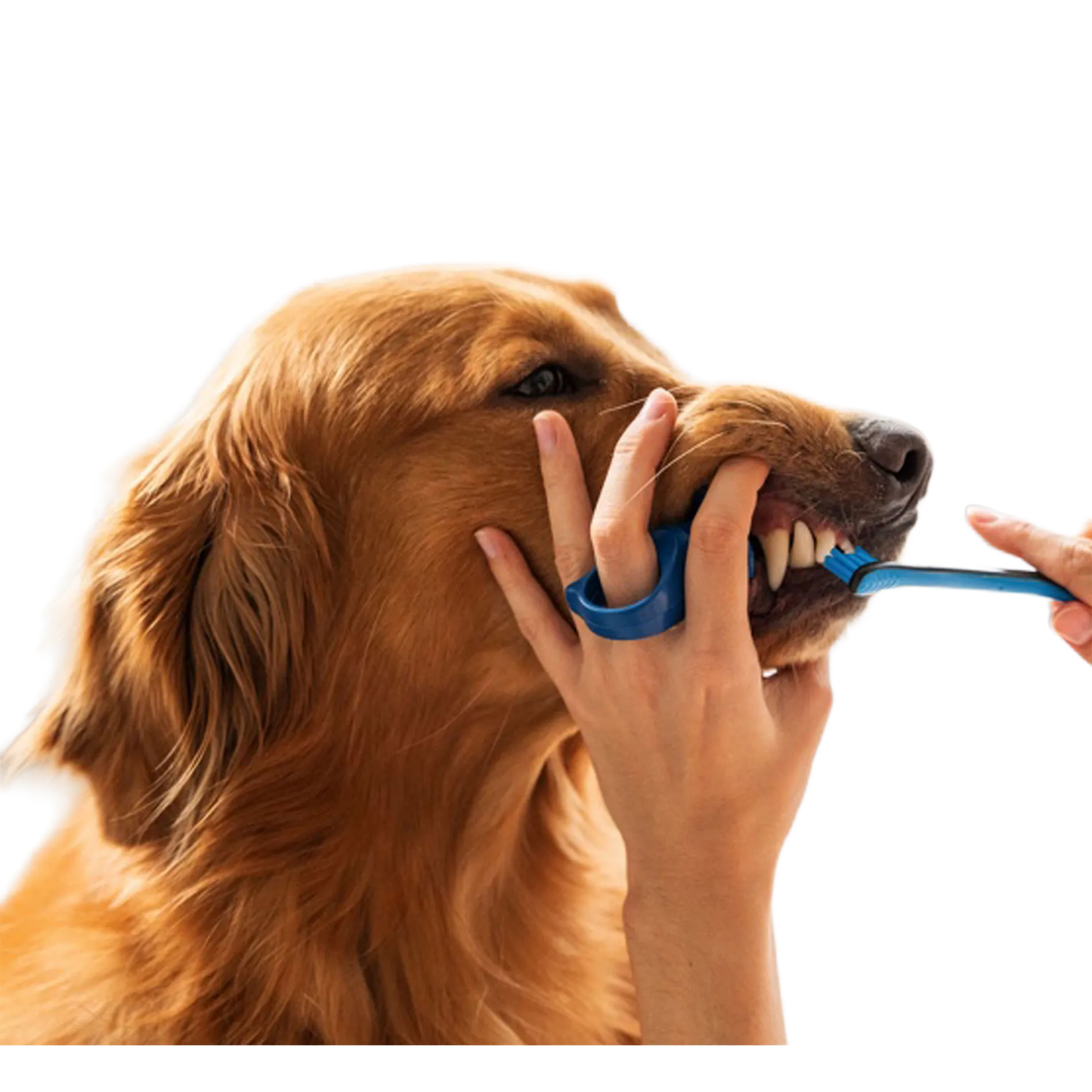 BrushMate Premium Toothbrush,"Blue finger toothbrush brushing a dog's teeth"