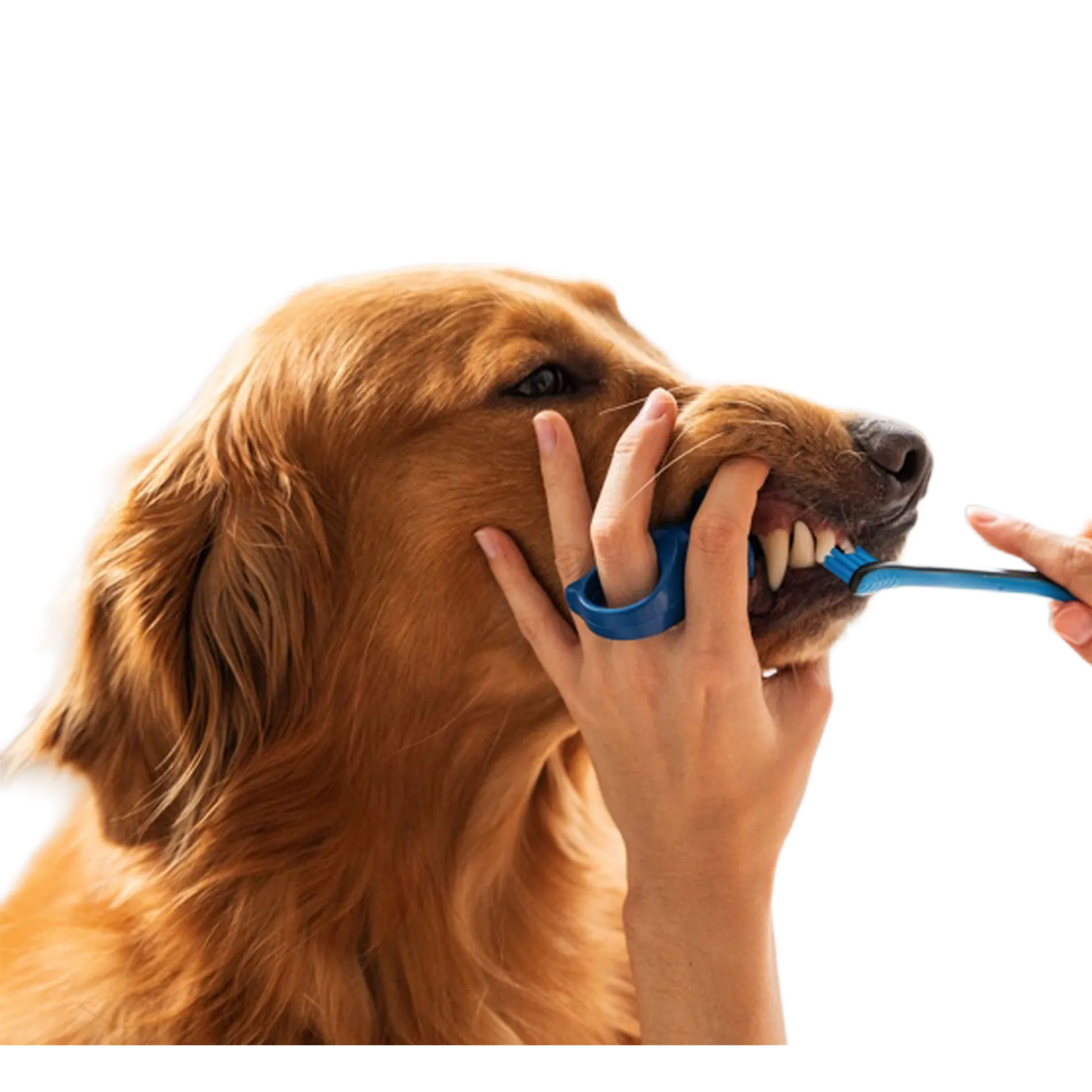BrushMate Premium Toothbrush,"Blue finger toothbrush brushing a dog's teeth"