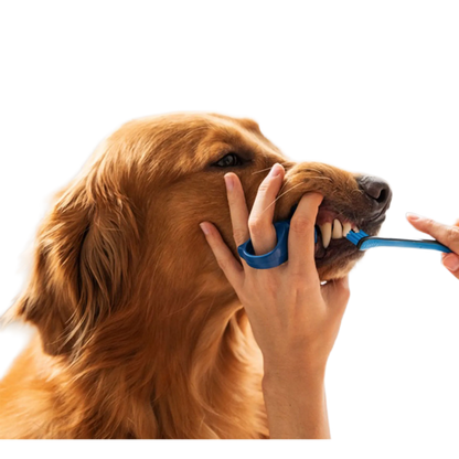 BrushMate Premium Toothbrush,"Blue finger toothbrush brushing a dog's teeth"