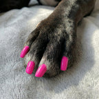 Non-toxic Nail Polish,"Dog paw with bright pink painted nails"