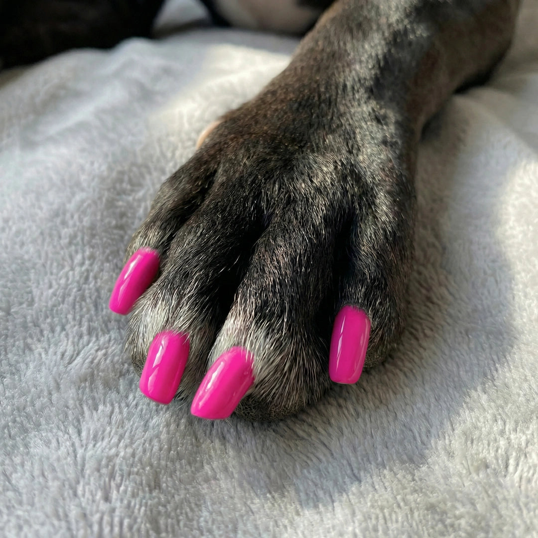Non-toxic Nail Polish,"Dog paw with bright pink painted nails"