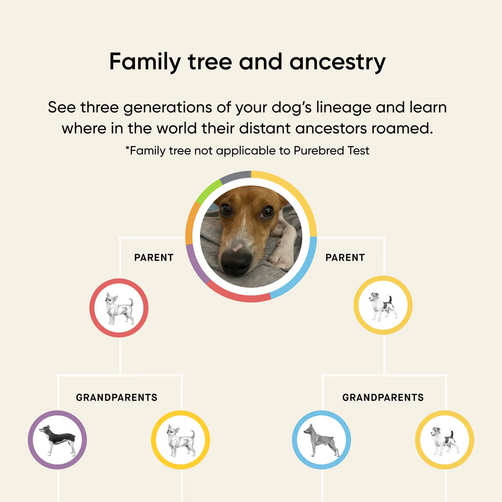 Embark® for Breeders Dog DNA Test Kit,"Dog family tree illustration with parent and grandparent circles"