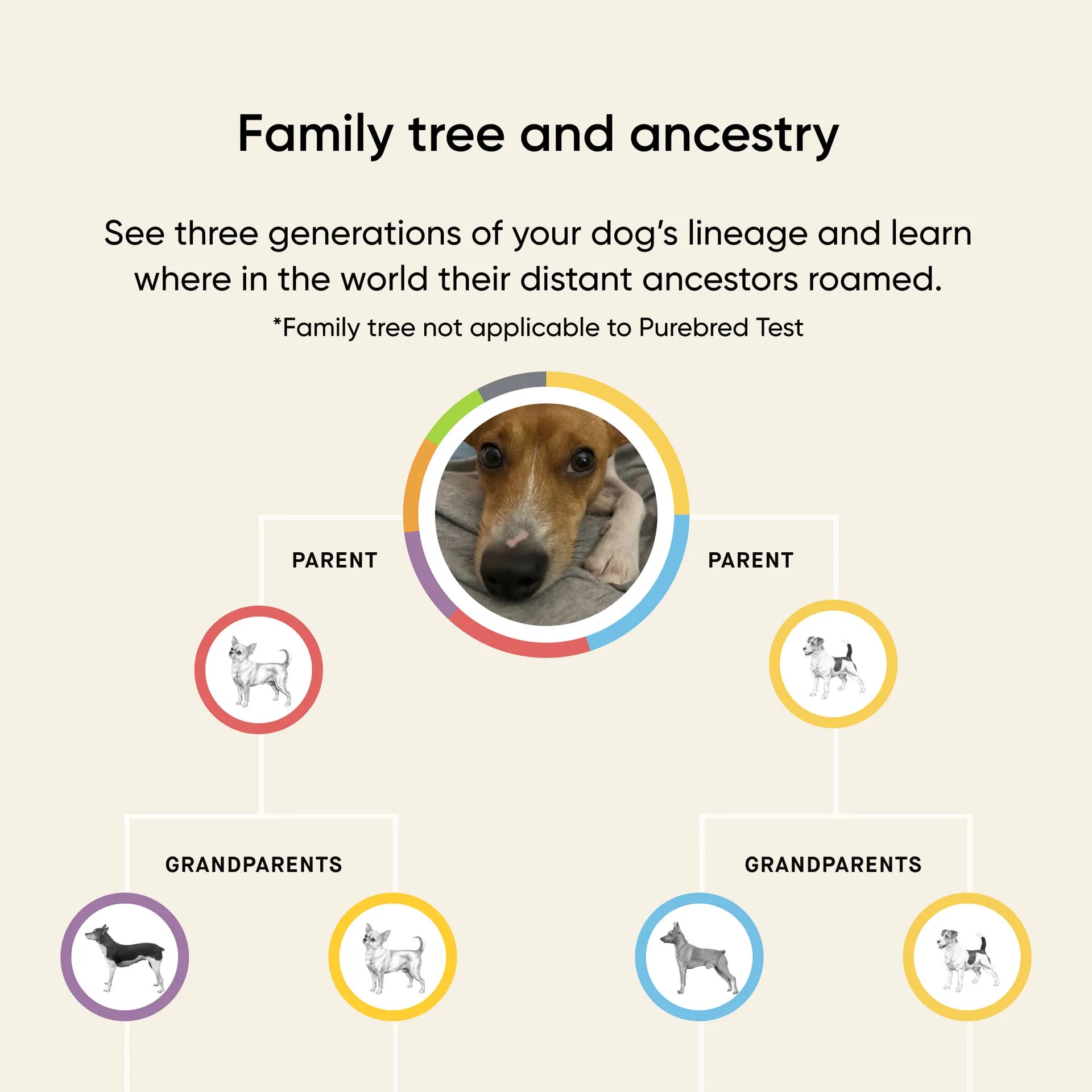 Embark® for Breeders Dog DNA Test Kit,"Dog family tree illustration with parent and grandparent circles"