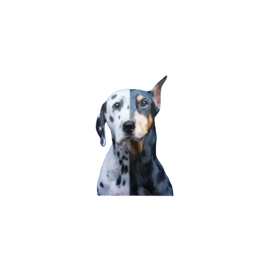 The Mutt Styling Guide by Chrissy Thompson