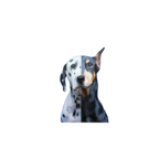 The Mutt Styling Guide by Chrissy Thompson