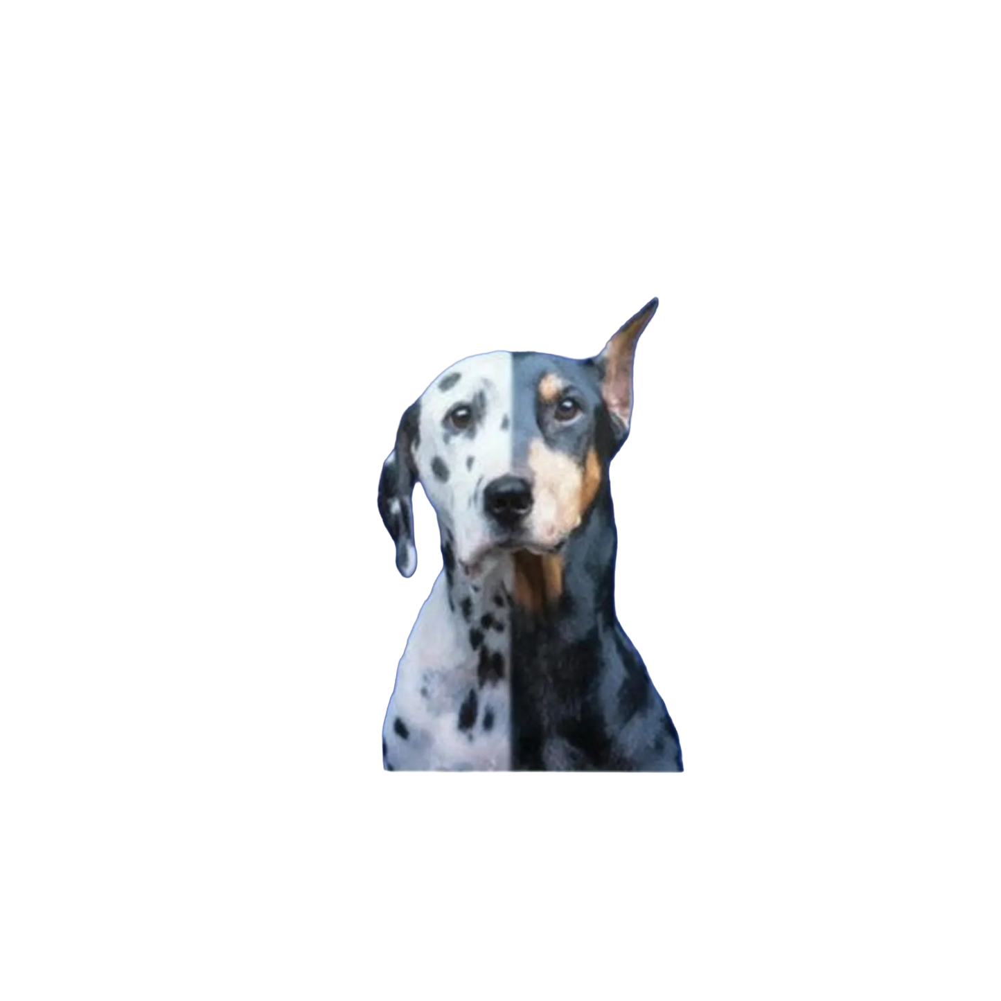 The Mutt Styling Guide by Chrissy Thompson