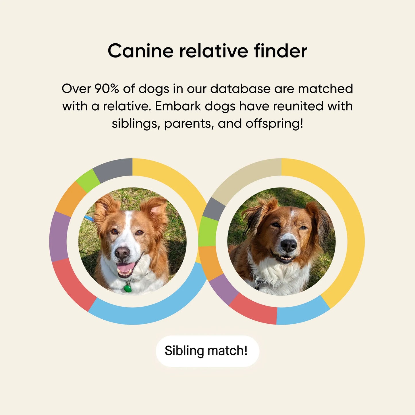 Embark® for Breeders Dog DNA Test Kit,"Two dog photos with circular DNA match graphics"