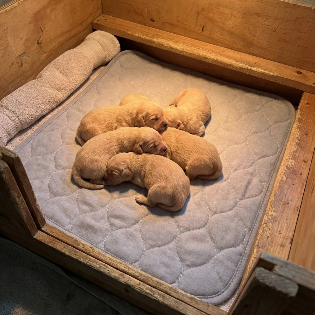 Puppywarmer Whelping Box Pad,"Quilted gray pad inside wooden whelping box with sleeping puppies"