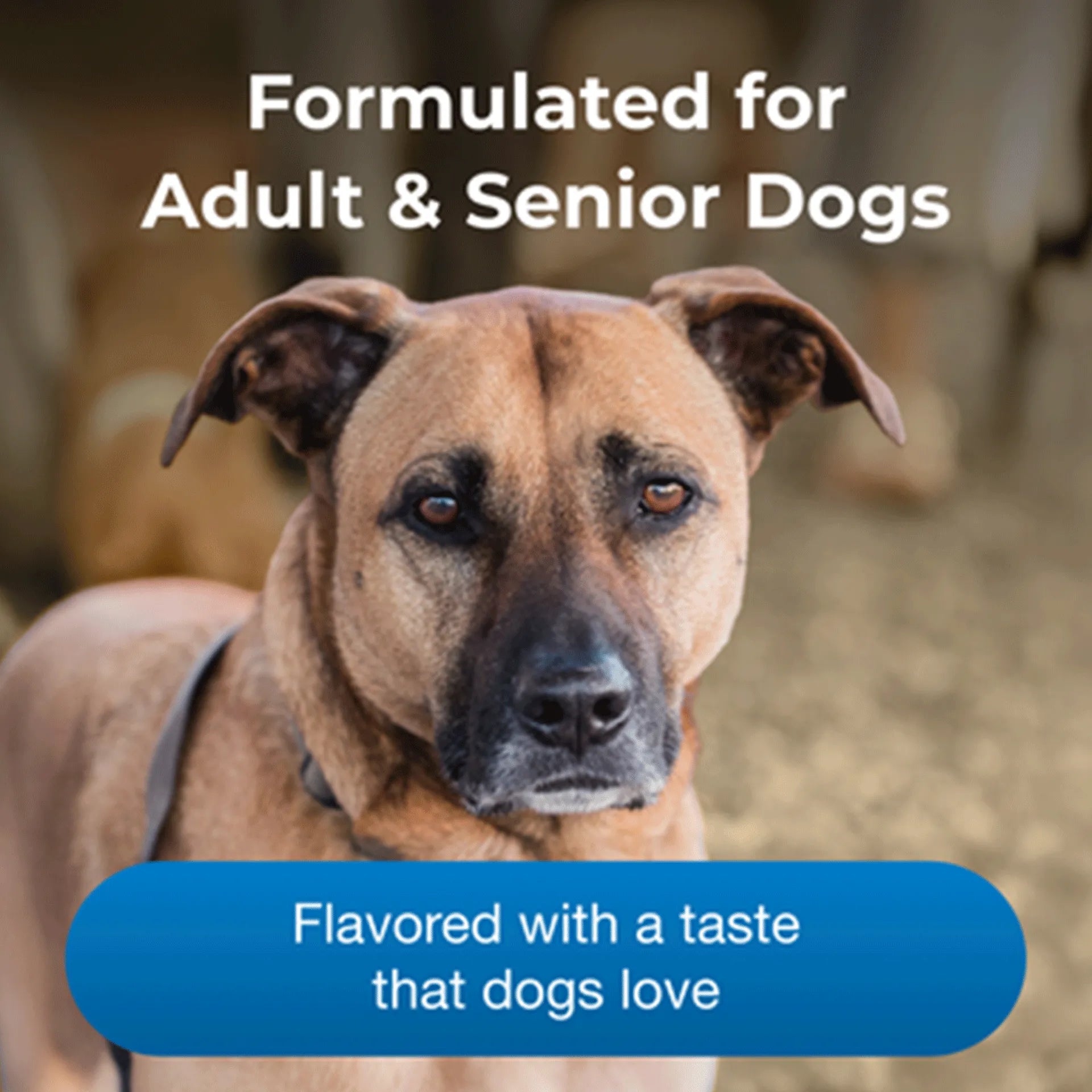 PetAg Esbilac Healthy Aging Powder for Adult and Senior Dogs,"Brown dog portrait with overlay text"