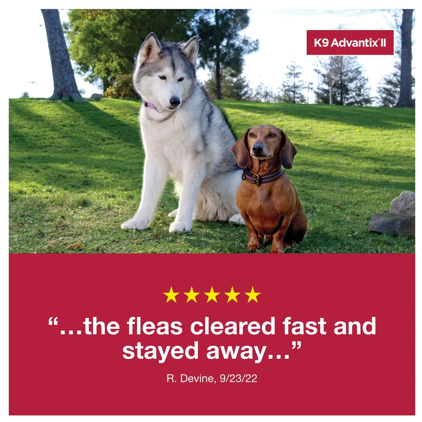 K9 Advantix™ II,"Two dogs sitting on grass outdoors"