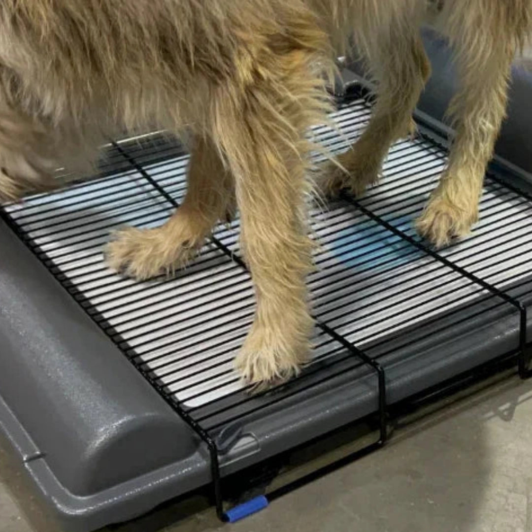 BrilliantPad Grate,"Dog standing on black wire grate over pad tray"