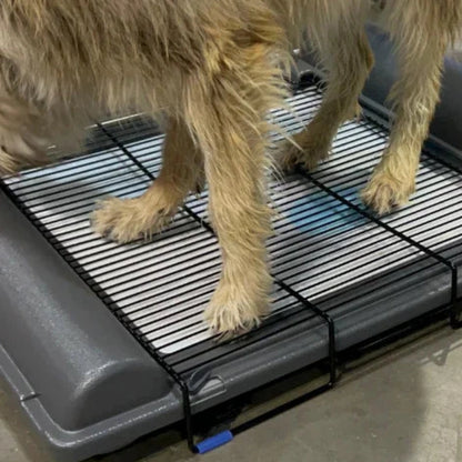 BrilliantPad Grate,"Dog standing on black wire grate over pad tray"