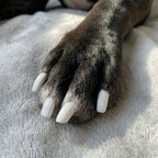 Non-toxic Nail Polish,"Dog paw with glossy white painted nails"