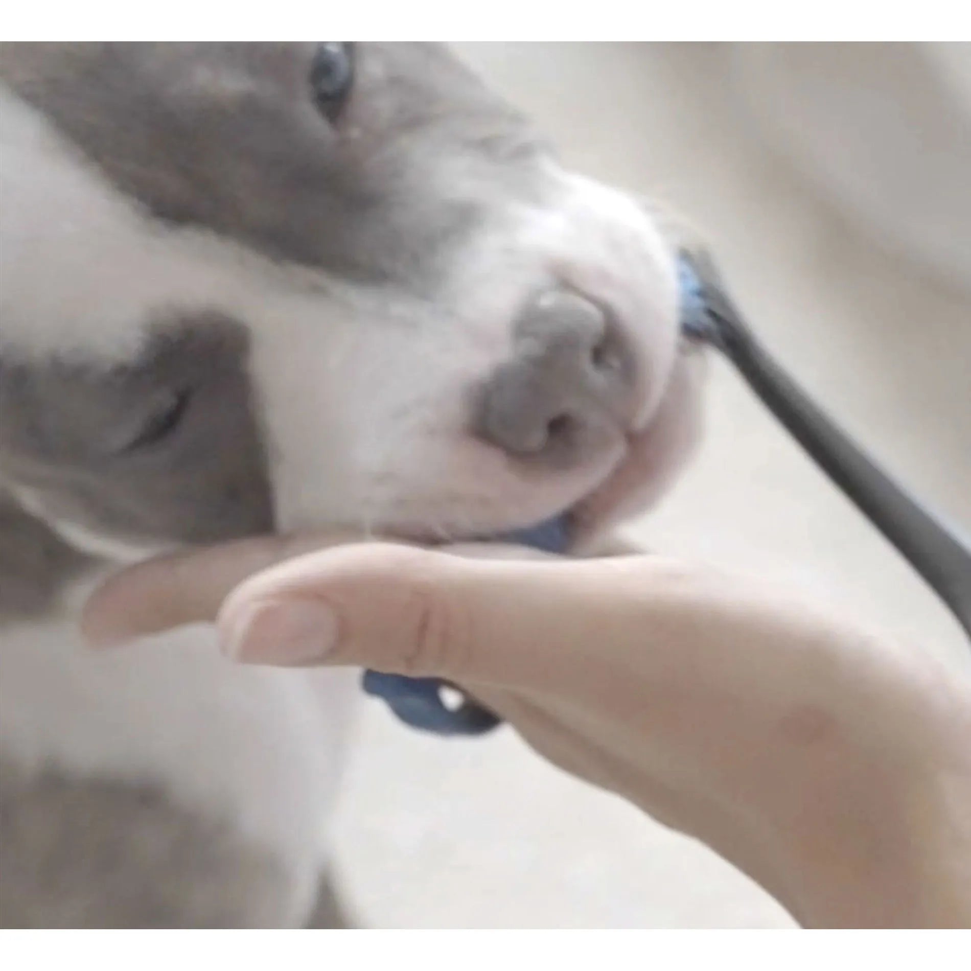 BrushMate Premium Toothbrush with Biteblock,"Dog having teeth brushed with handheld toothbrush"