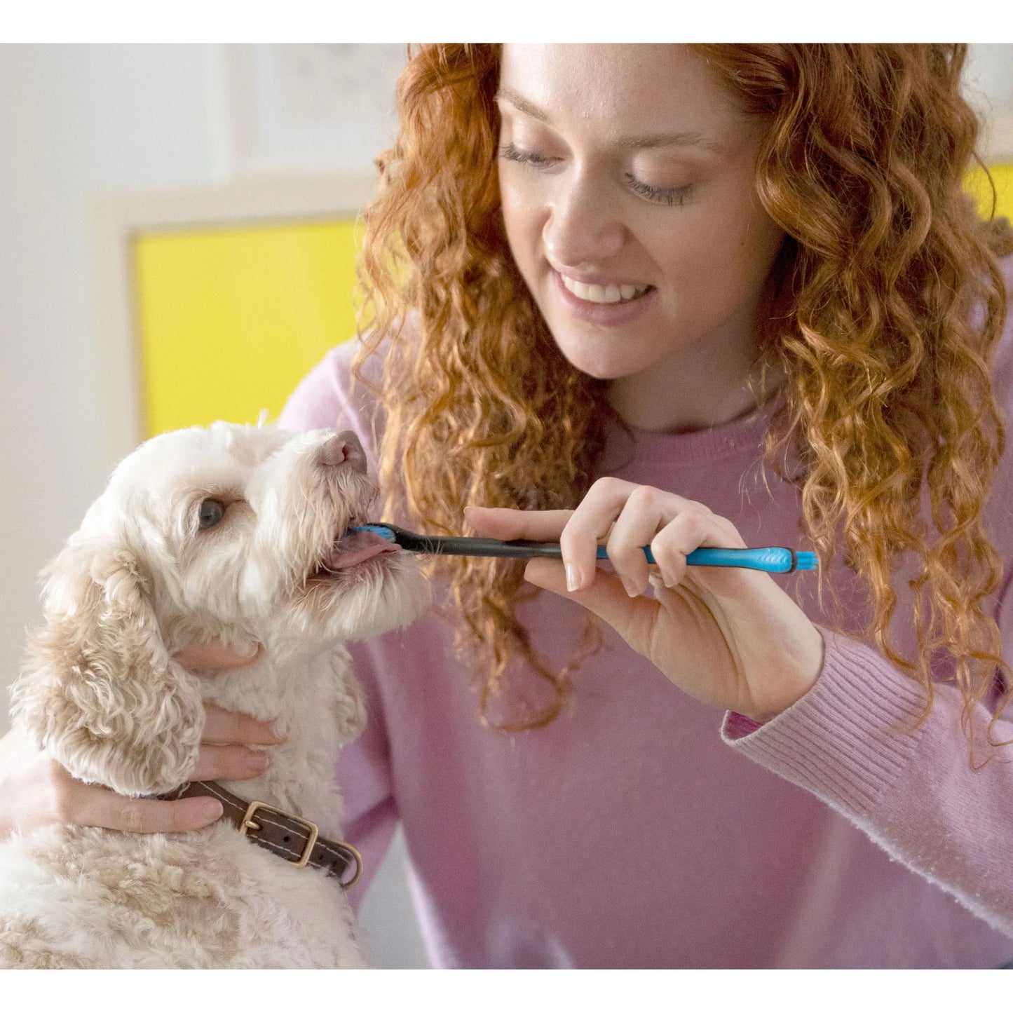BrushMate ToothPaste,"Person brushing a small white dog's teeth with a blue toothbrush"