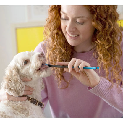BrushMate ToothPaste,"Person brushing a small white dog's teeth with a blue toothbrush"