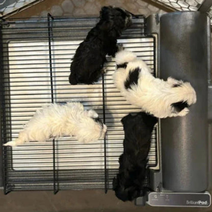 BrilliantPad Grate,"Grate with four small dogs standing on it"