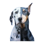 The Mutt Styling Guide by Chrissy Thompson